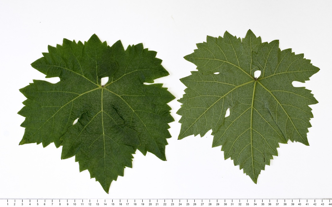 Agiorgitiko - Mature leaf