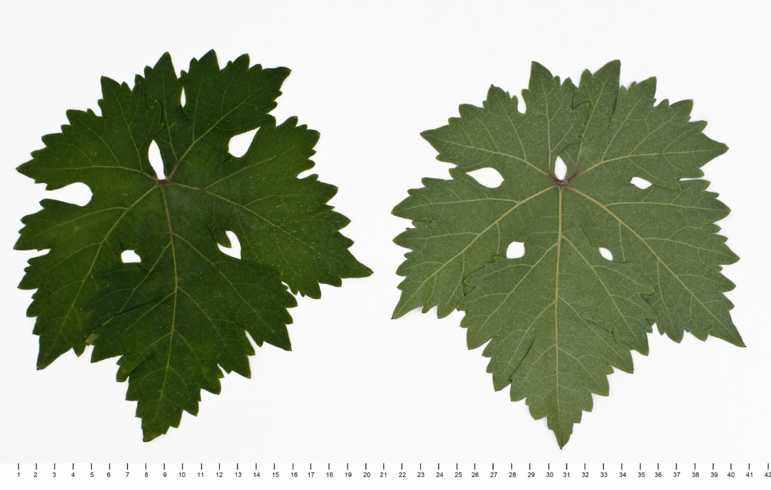 RUBY CABERNET - Mature leaf