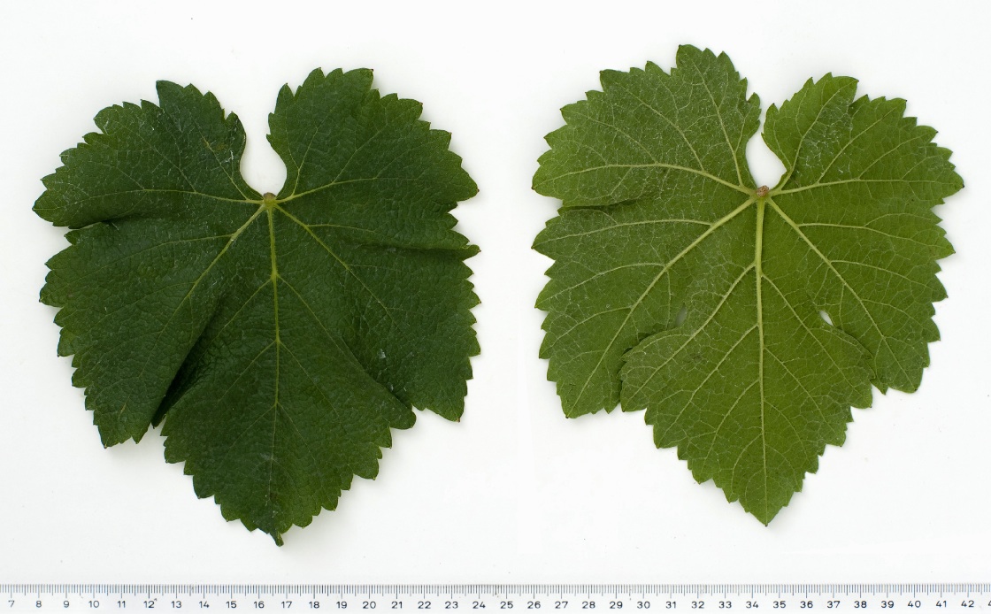 Saint Laurent - Mature leaf