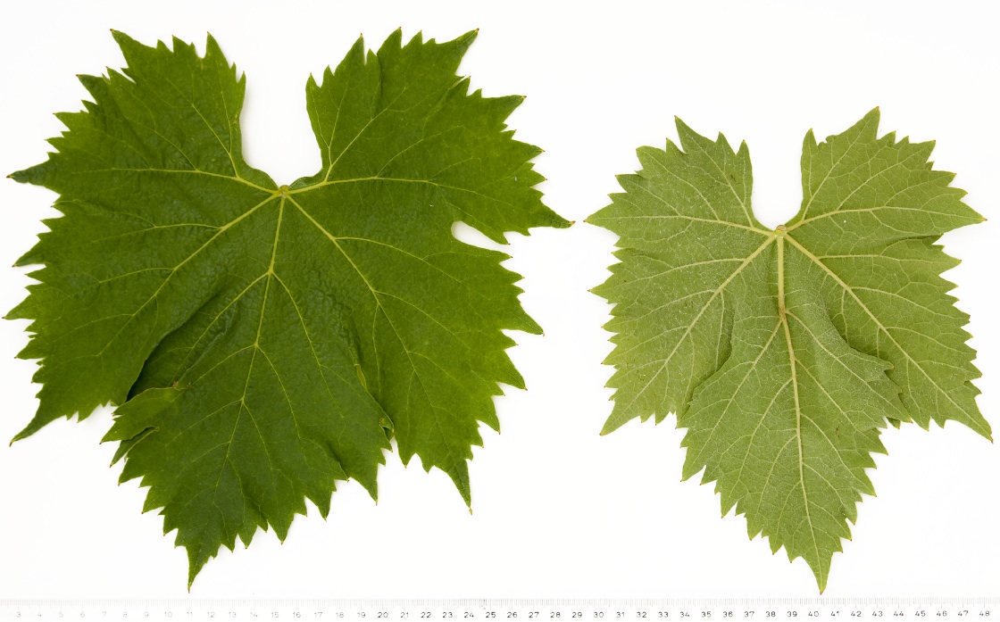 Sangiovese - Mature leaf