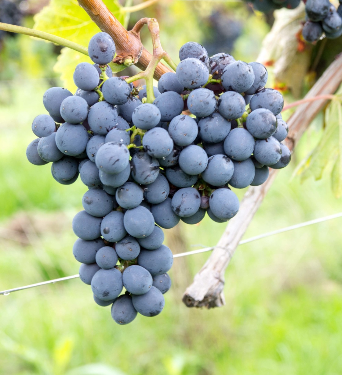 Sangiovese - Cluster in the field