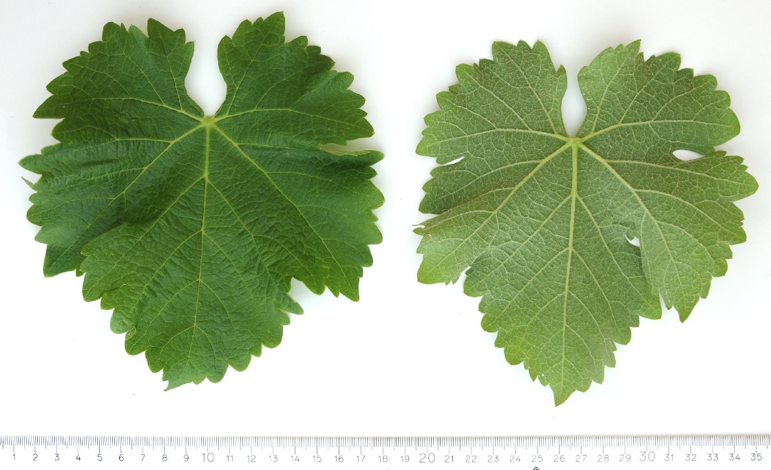 Sauvignon Blanc - Mature leaf