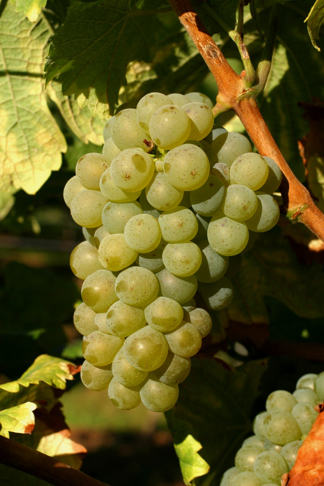 Sauvignon Blanc - Cluster in the field