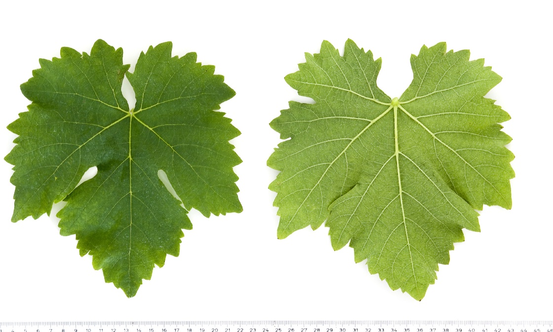 Agostenga - Mature leaf