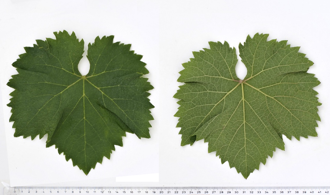 Schiava Gentile - Mature leaf