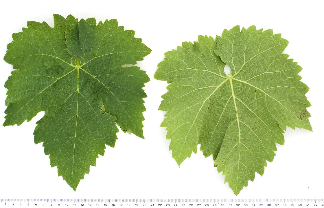 Schiava Grossa - Mature leaf