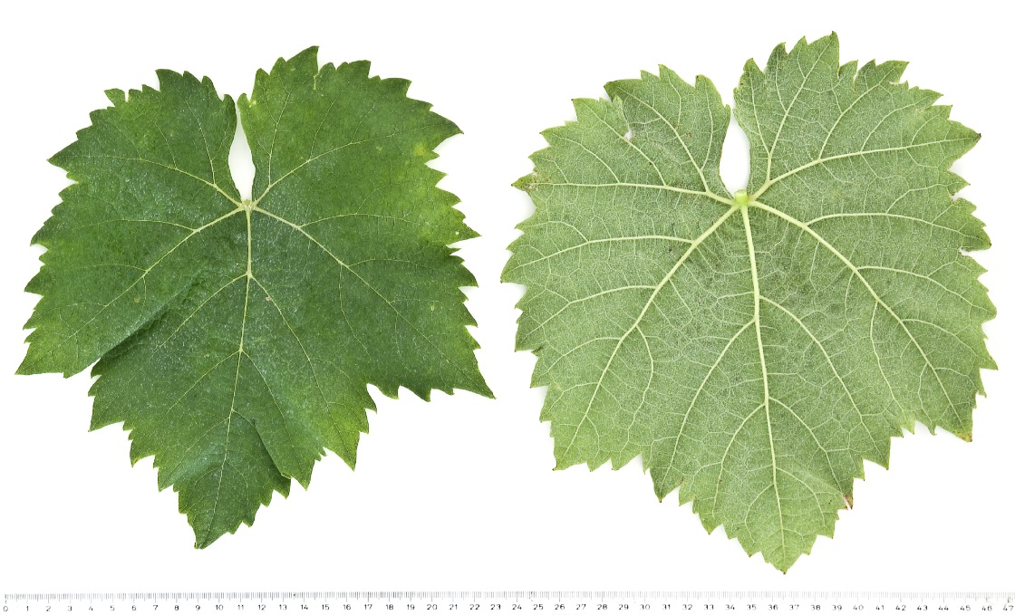 Schiava Lombarda - Mature leaf