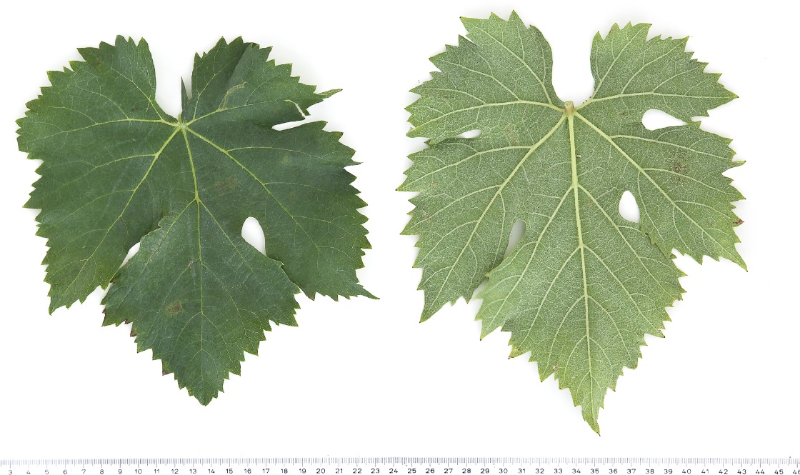 Sciaccarello - Mature leaf