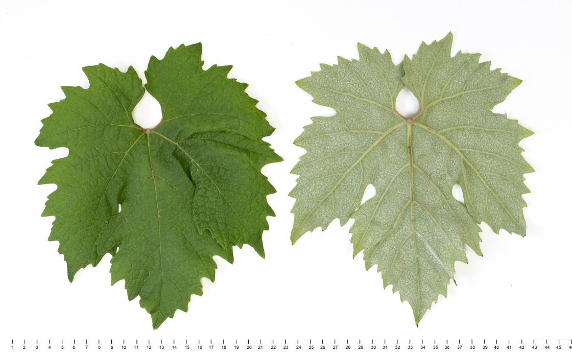Bellone - Mature leaf