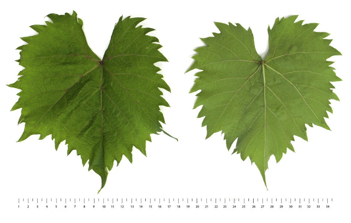 SEINOIR - Mature leaf