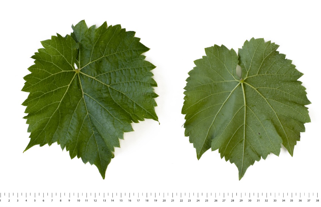 SEYVAL BLANC - Mature leaf
