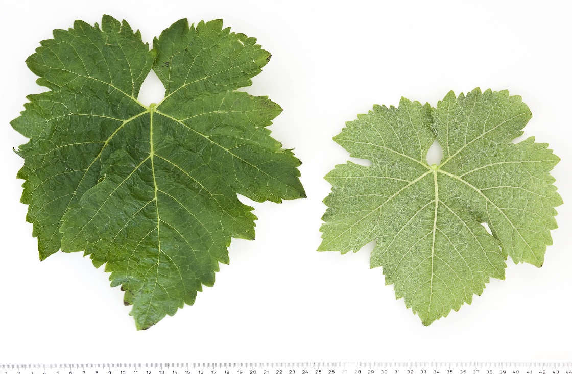 Syrah - Mature leaf