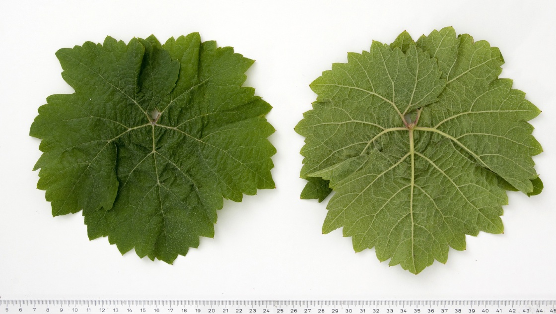 Siegerrebe - Mature leaf