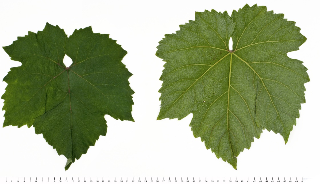 Siroka Melniska - Mature leaf