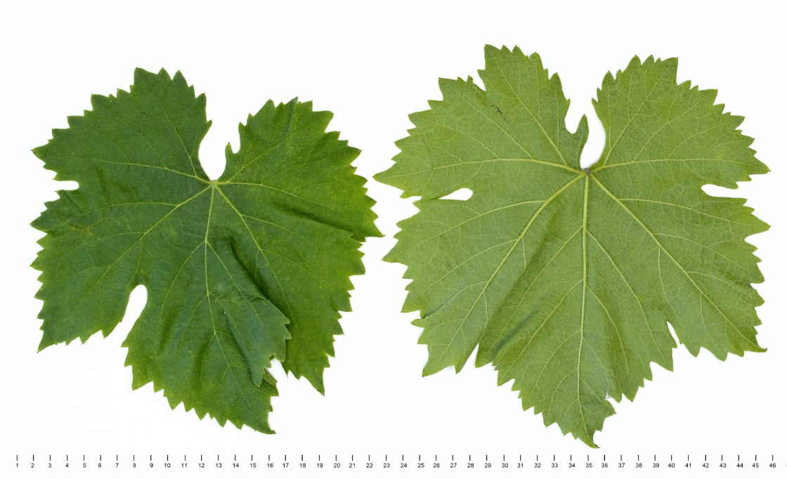 Slankamenka Bela - Mature leaf