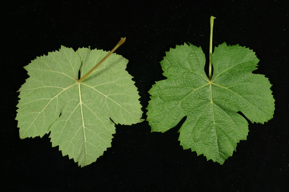 Tannat - Mature leaf