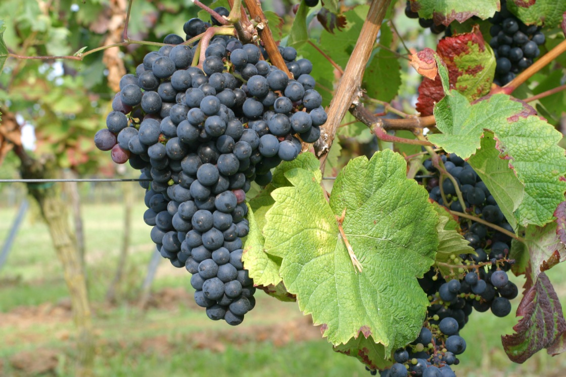 Tannat - Cluster in the field
