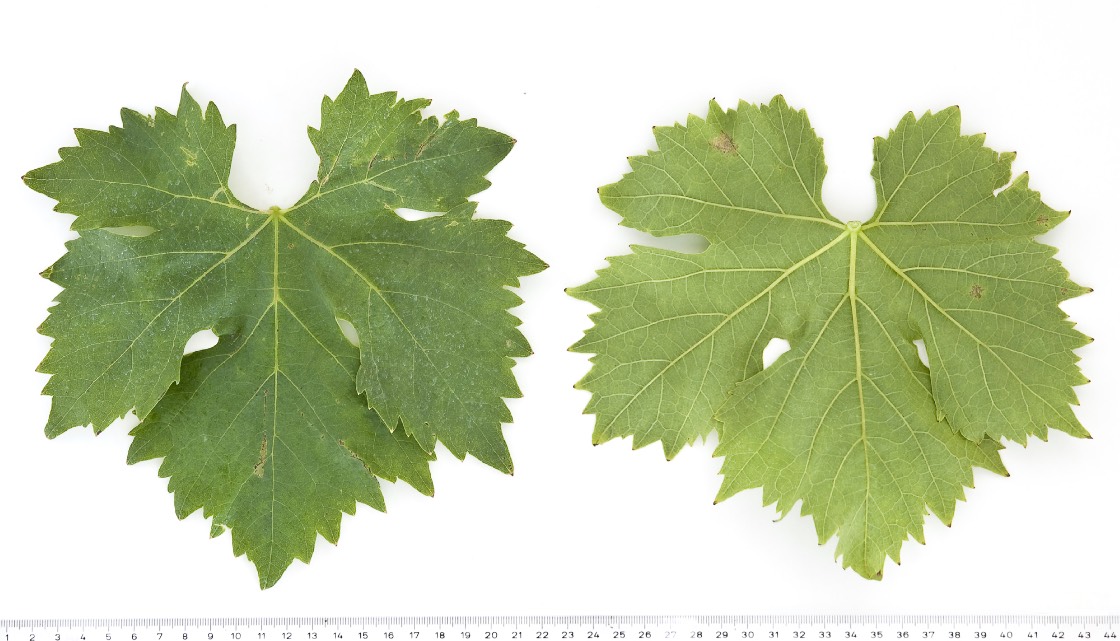 AFUS ALI - Mature leaf