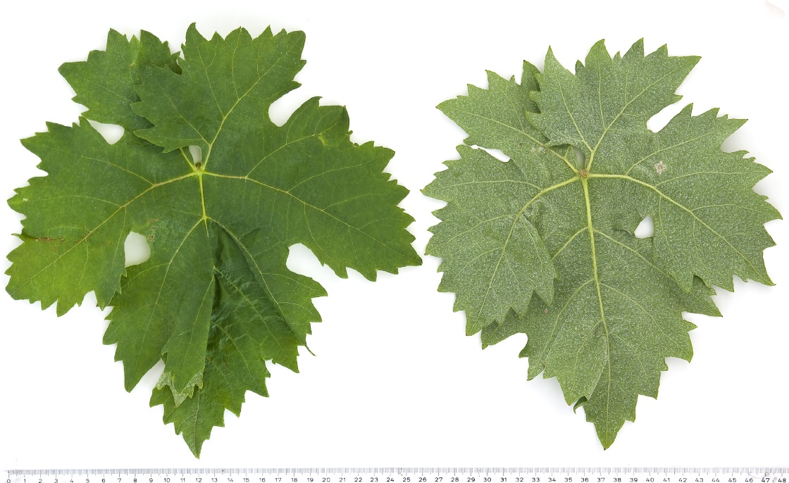 Tempranillo Tinto - Mature leaf