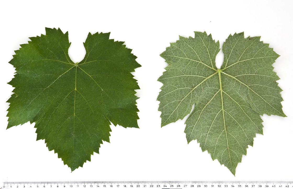 Teroldego - Mature leaf