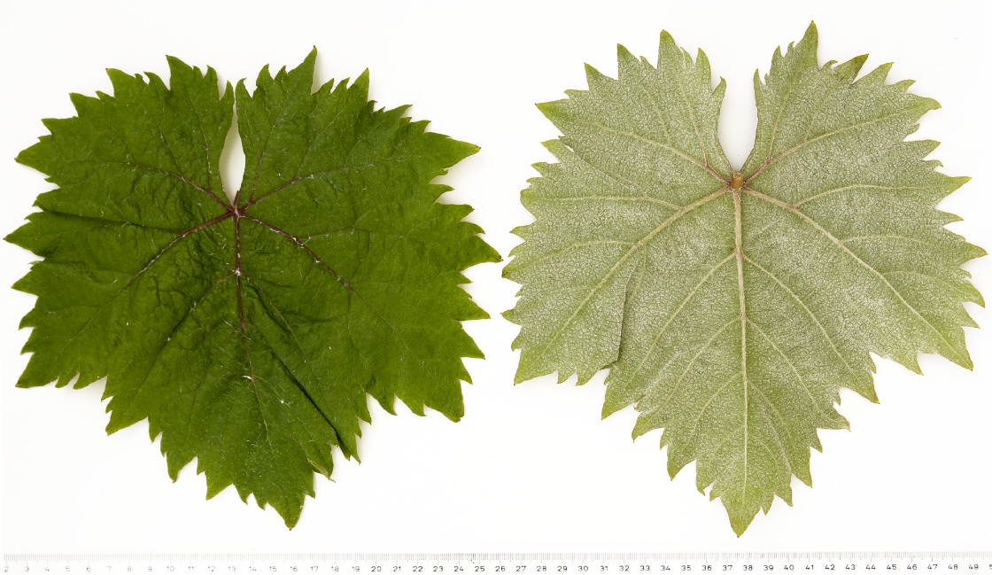 Terrano - Mature leaf