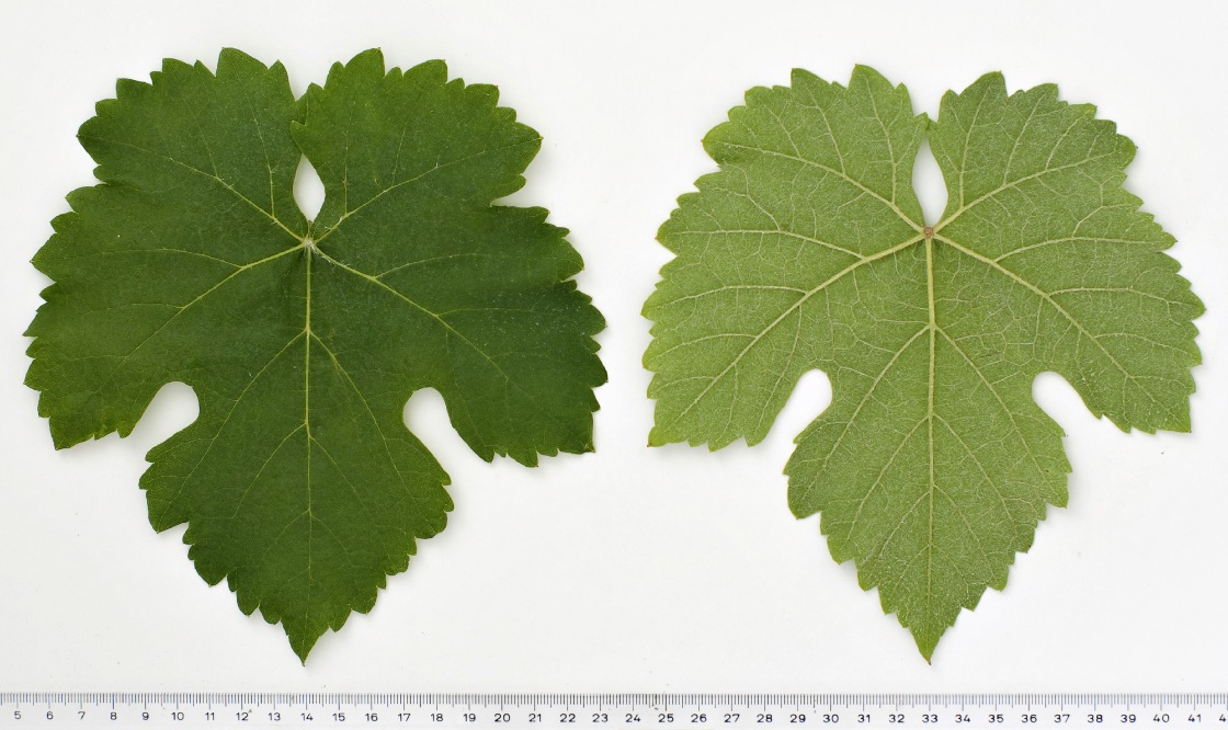 Terret Noir - Mature leaf