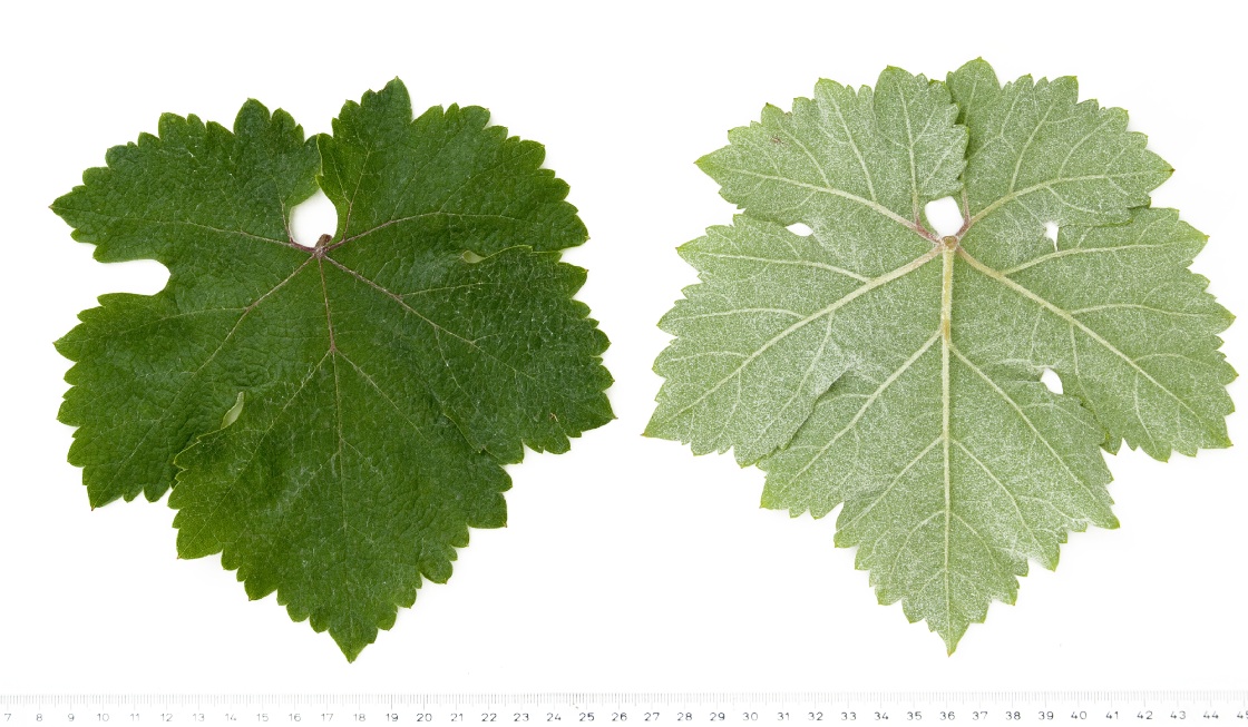 Athiri (Thrapsathiri) - Mature leaf
