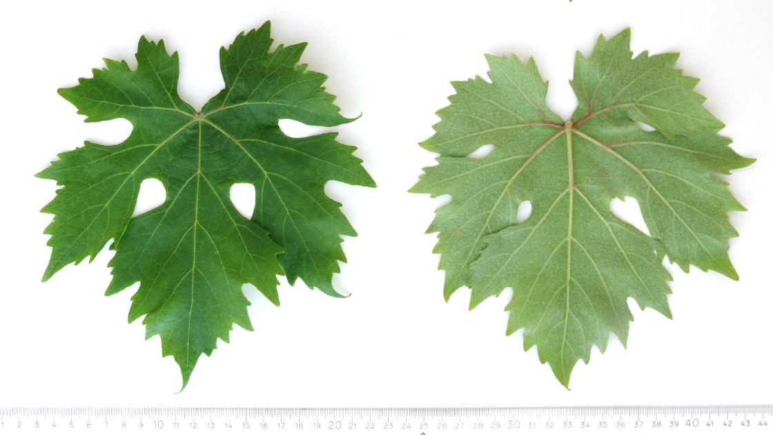 Tibouren - Mature leaf