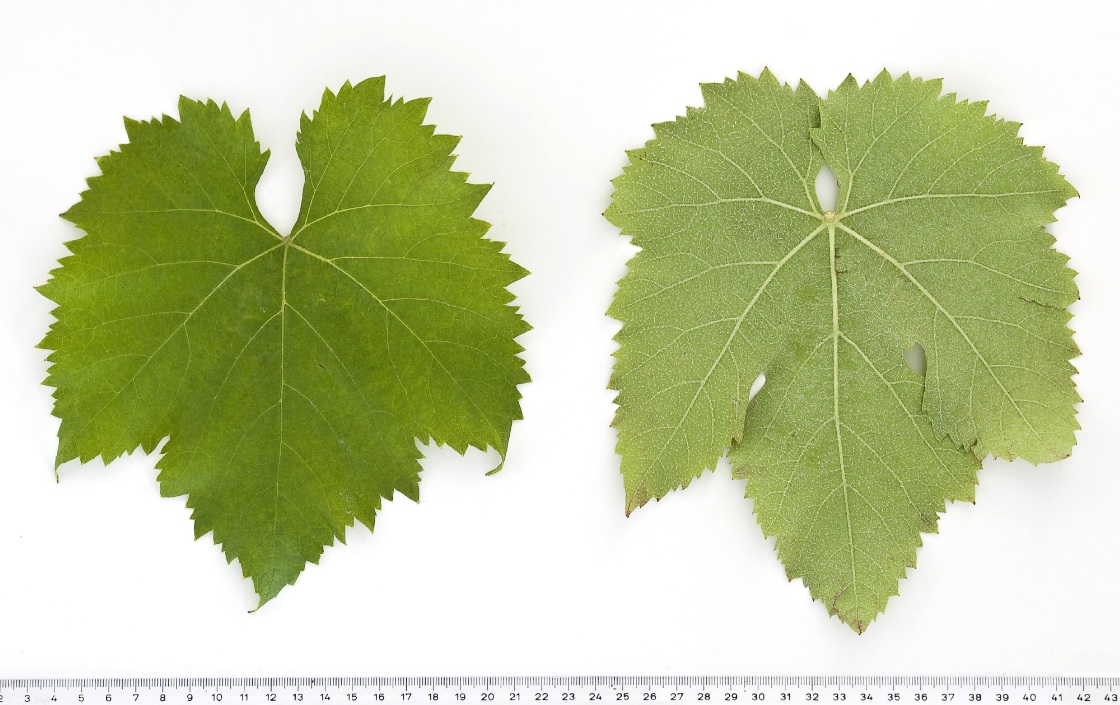Tinto Cao - Mature leaf