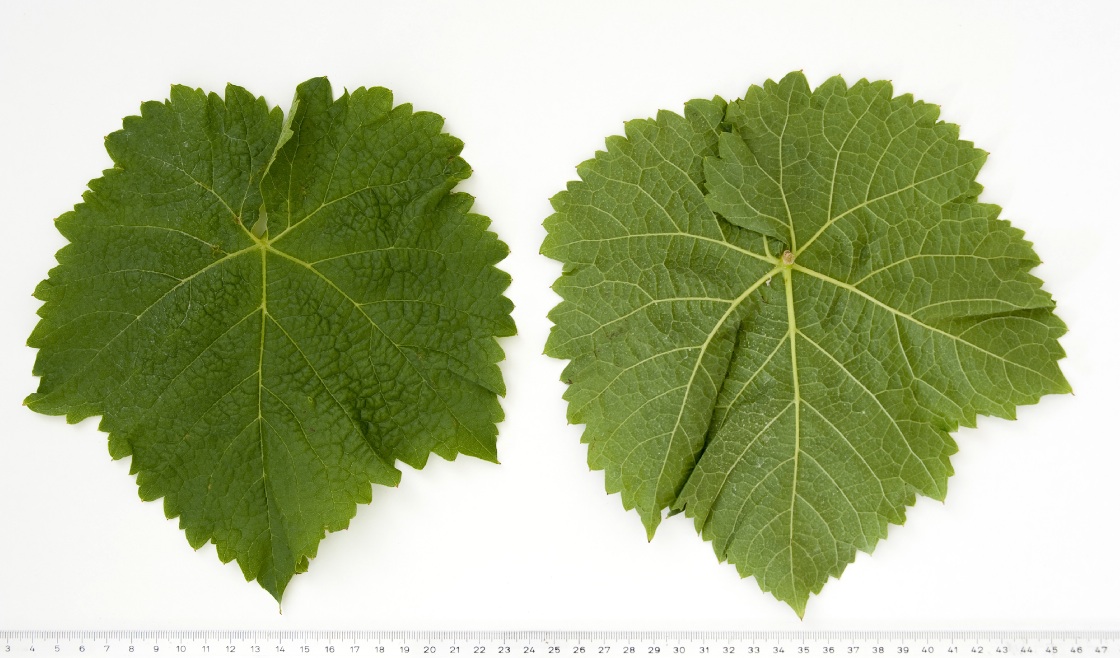 Friulano - Mature leaf