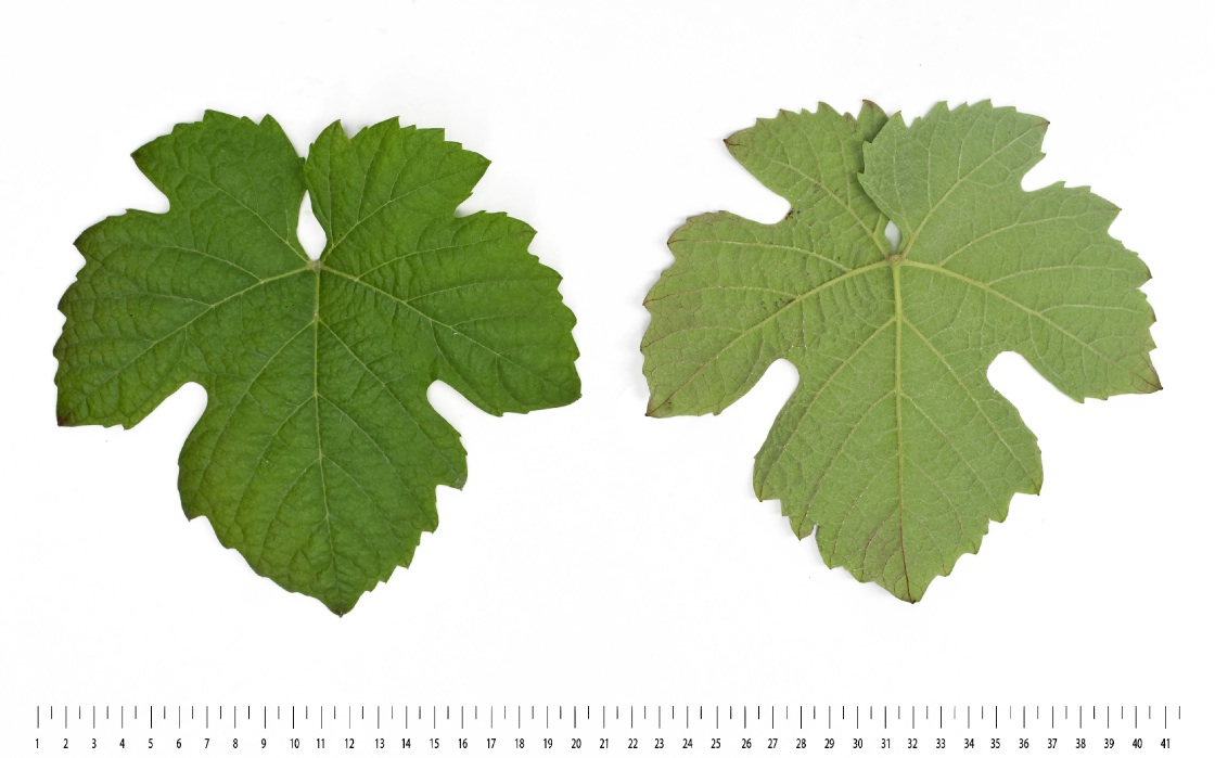 Touriga Nacional - Mature leaf