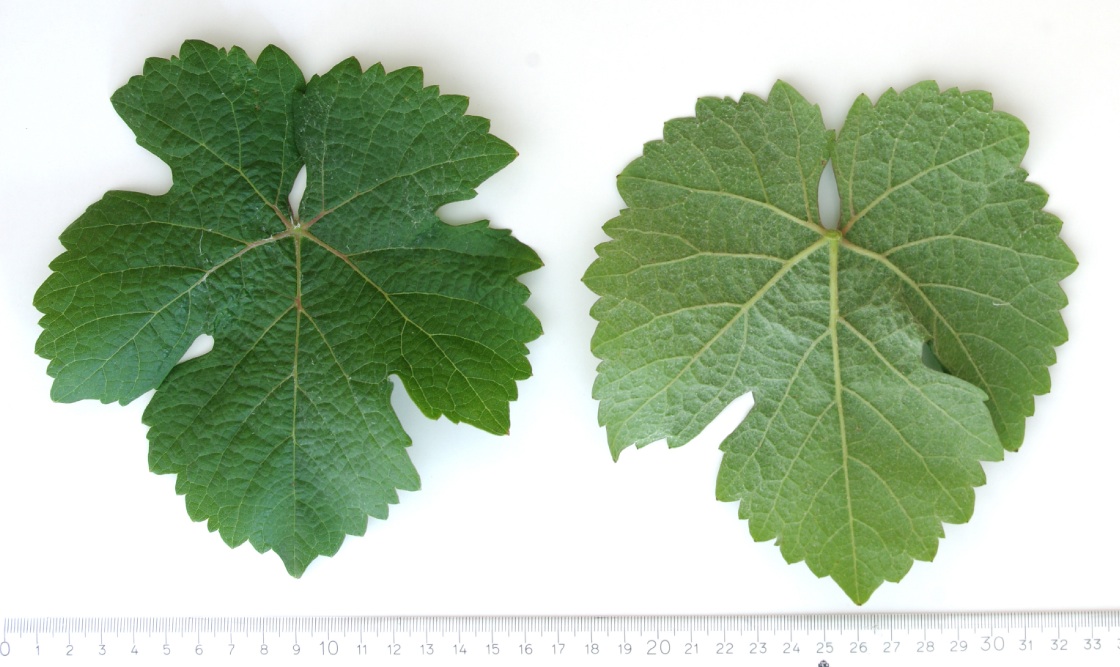 Gewuerztraminer Mature leaf