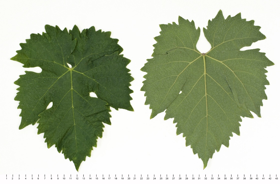 Trebbiano Toscano Mature leaf