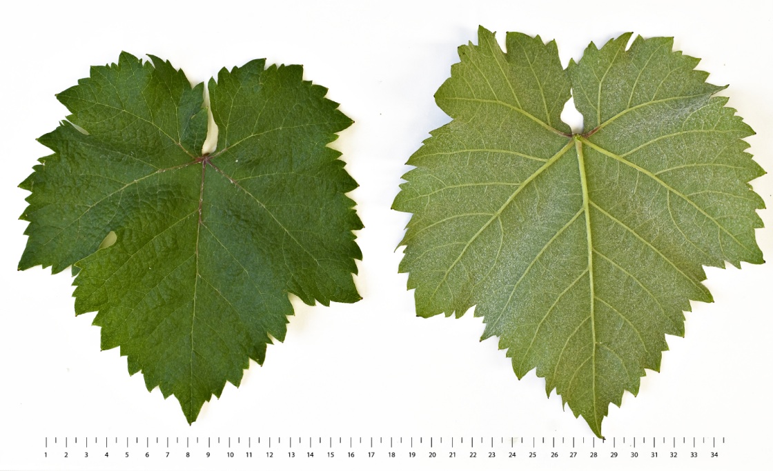 Galbena de Odobesti - Mature leaf