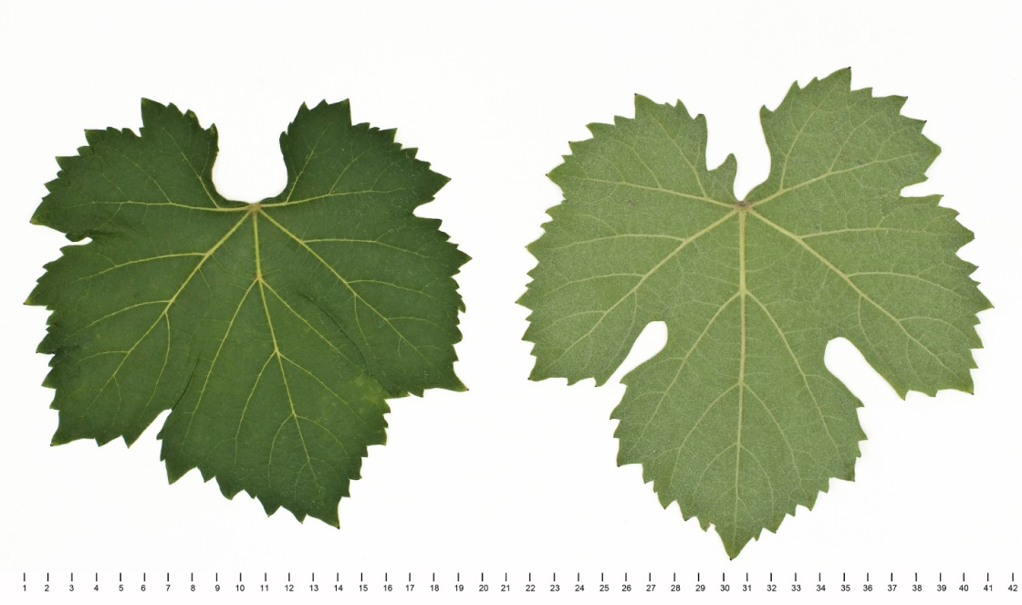 Uva Rara - Mature leaf