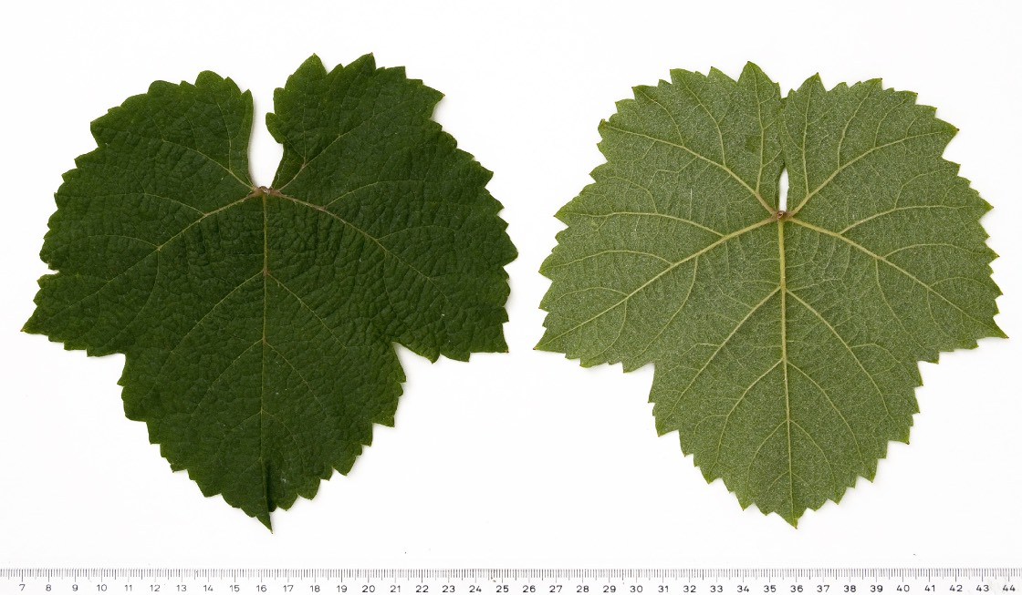 VALDIGUIE - Mature leaf
