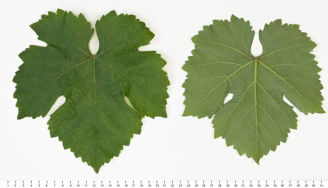 Veltliner Gruen - Mature leaf
