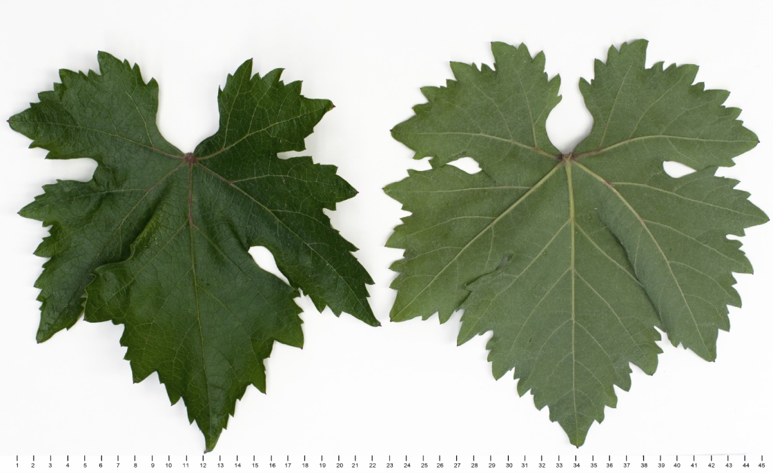 Veltliner Rot - Mature leaf