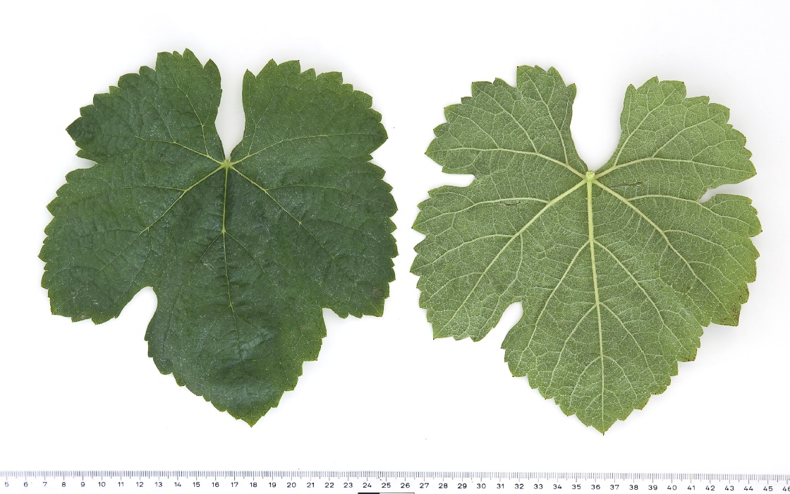 Gouveio - Mature leaf
