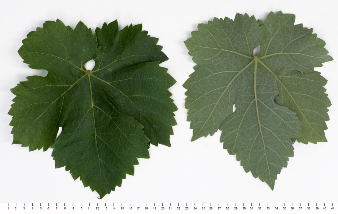 Verdicchio Bianco - Mature leaf