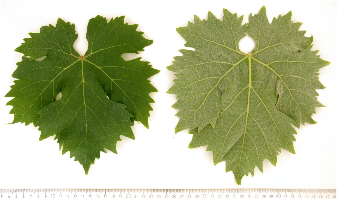 Vermentino - Mature leaf