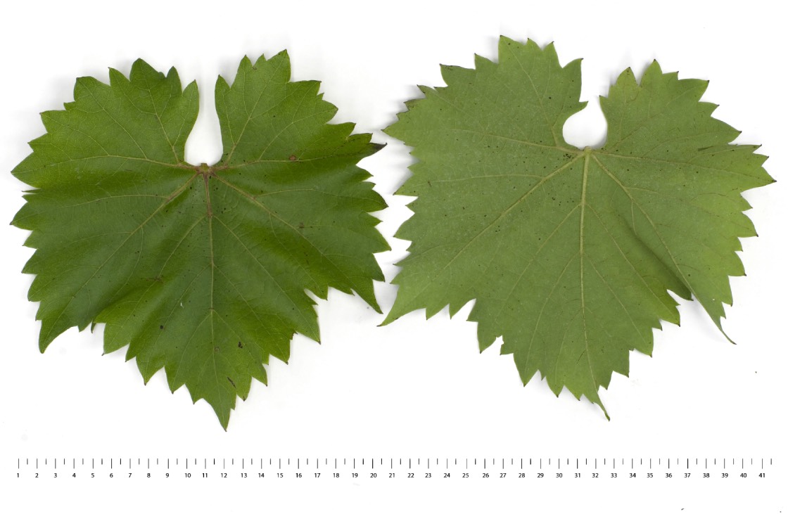 VILLARD BLANC - Mature leaf