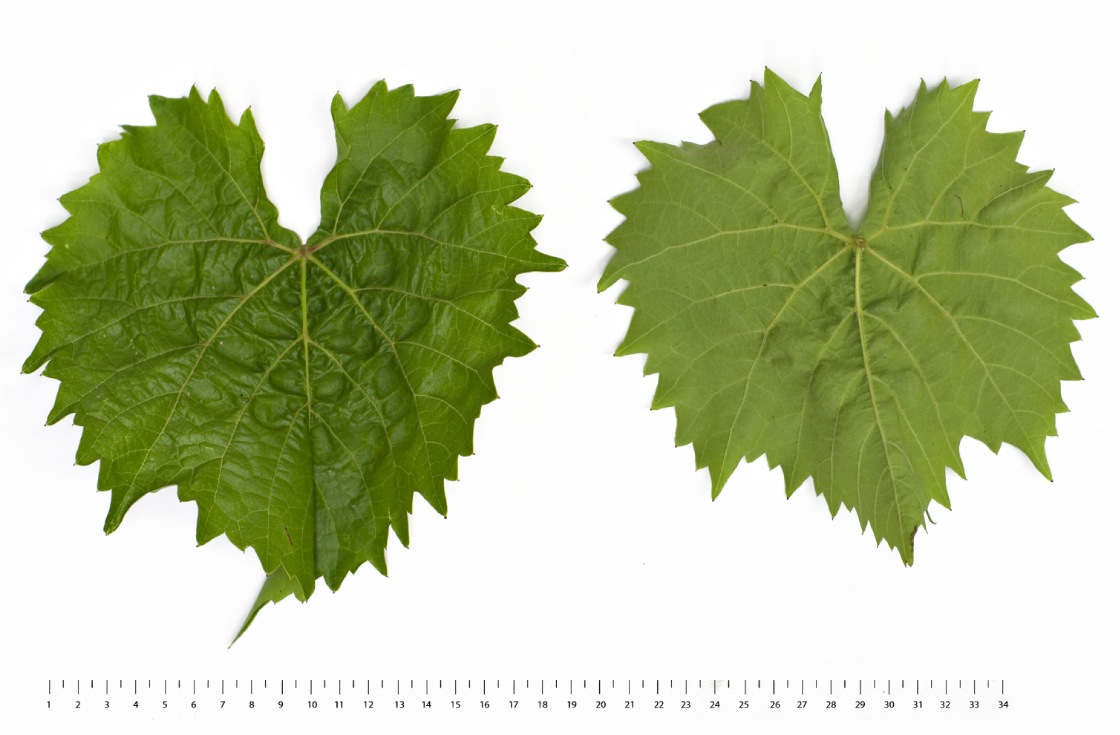 Villard Noir - Mature leaf