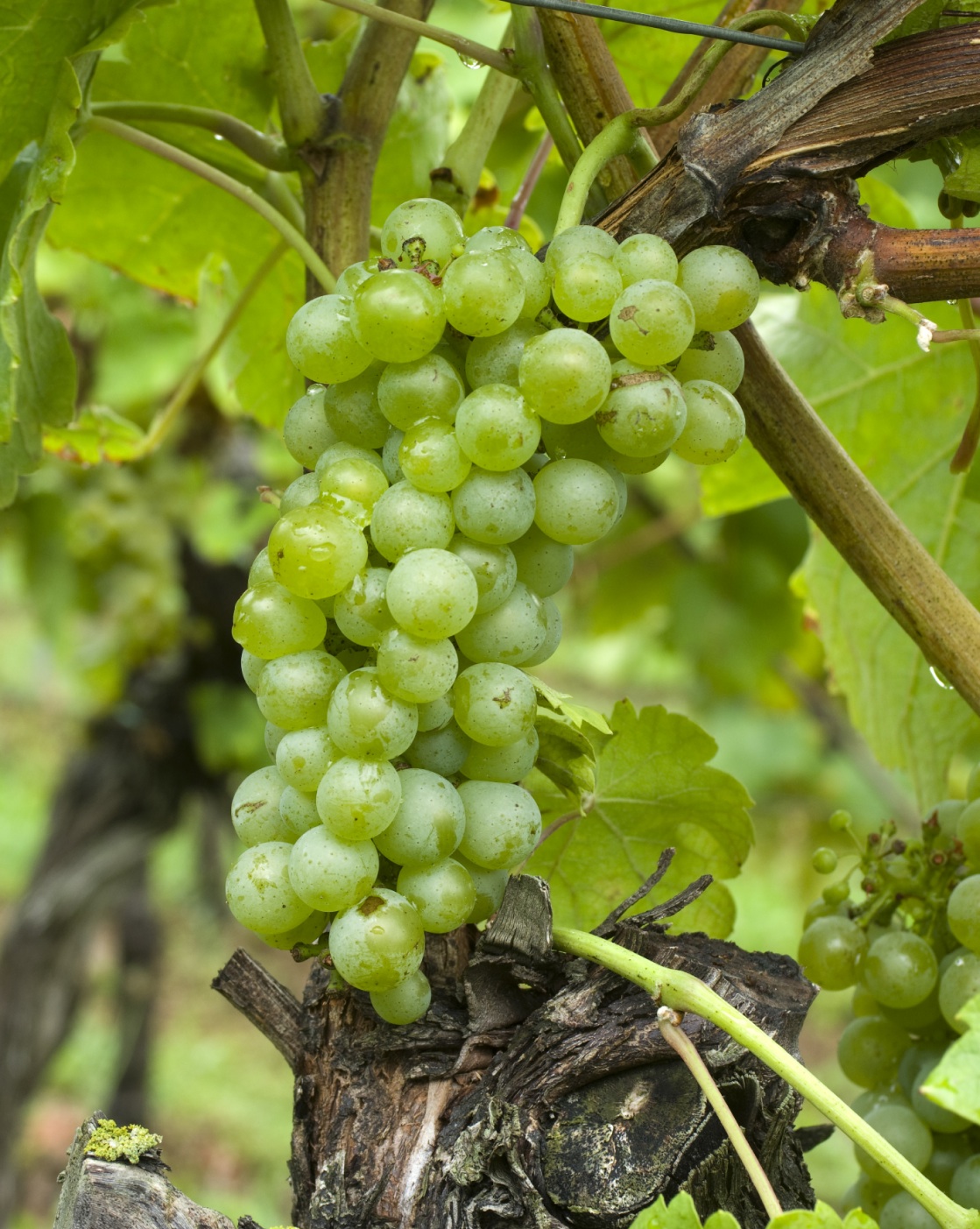 Viognier cluster in the field