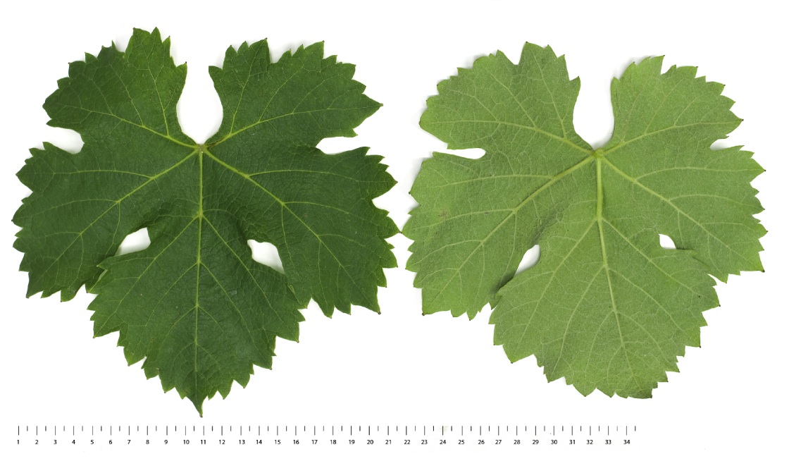 Viognier Mature leaf