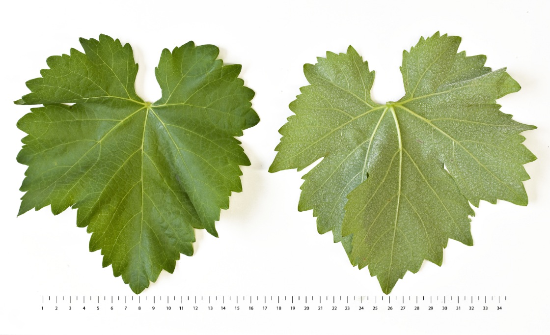 Vital - Mature leaf