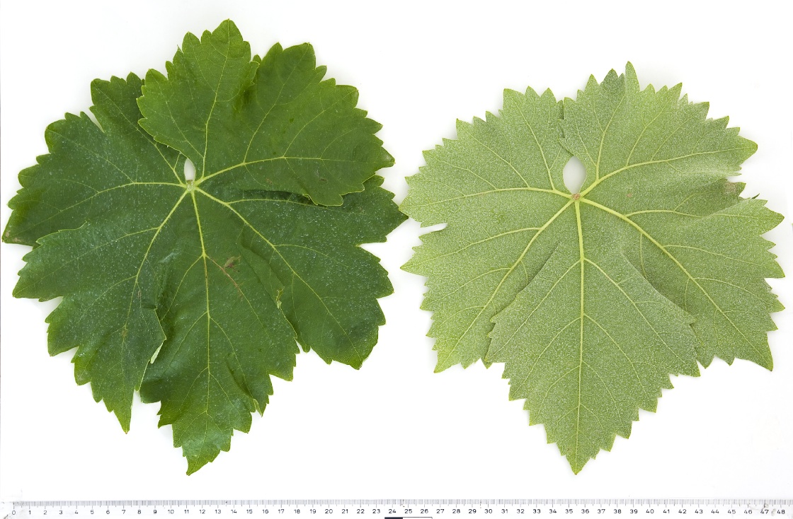 Viura - Mature leaf