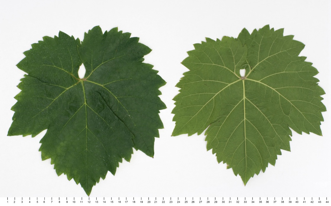Vugava - Mature leaf
