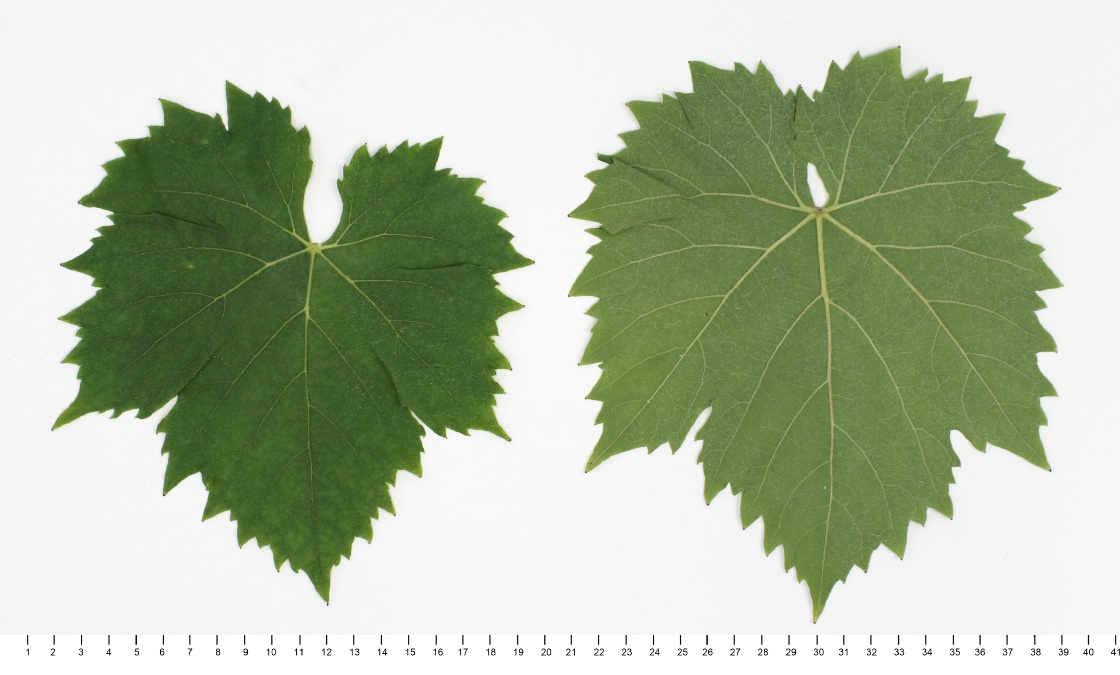 Welschriesling - Mature leaf