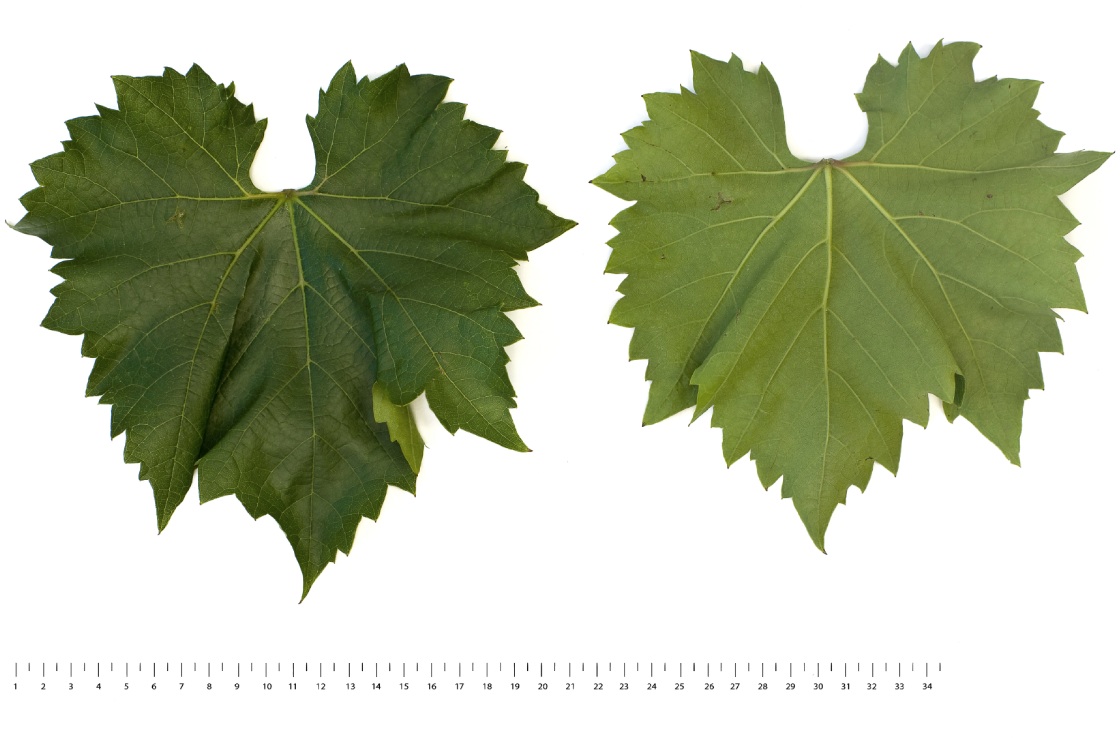 Bianca - Mature leaf